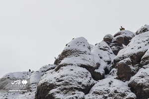 سرشمالی حیات وحش طالقان