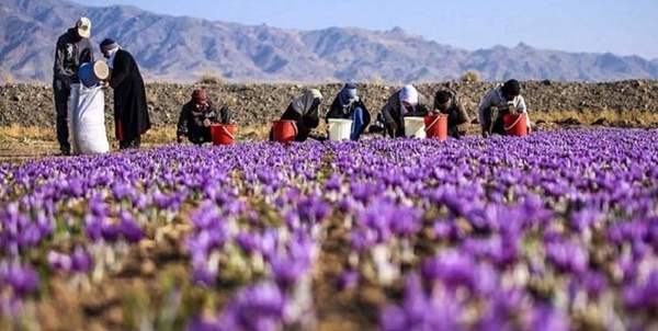 برداشت زعفران
