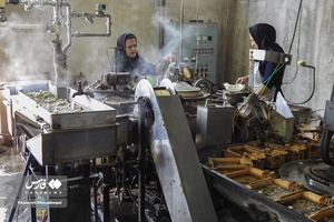 از پیله تا نخ ابریشم در گیلان 
