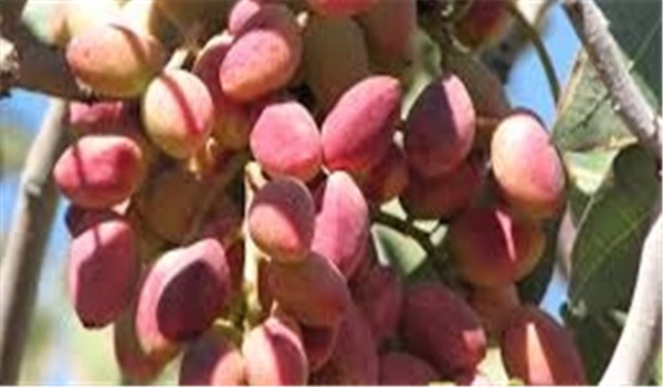 باغ پسته
