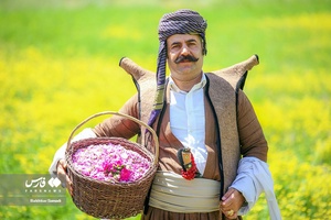 دومین جشنواره گلاب‌گیری امروله
