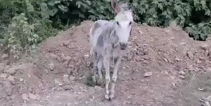 الاغ