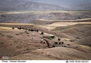بازار خرید و فروش دام در آبدانان