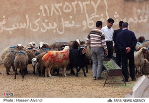 فروش دام به مناسبت عید قربان در همدان