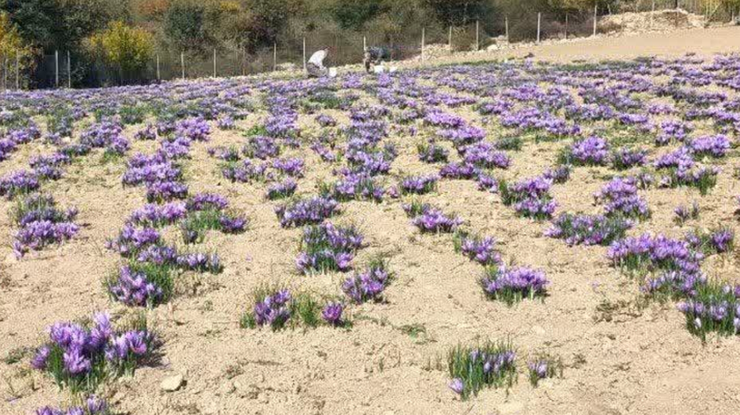 طلای سرخ در دل کوهستان‌های مازندران