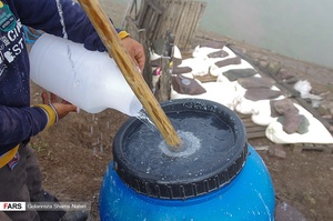 دامداران در حال تِلِم زدن براي بدست اوردن كره گوسفندي