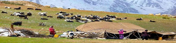 عشایر