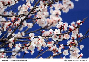 شکوفه‌های بهاری در آستانه اشرفیه