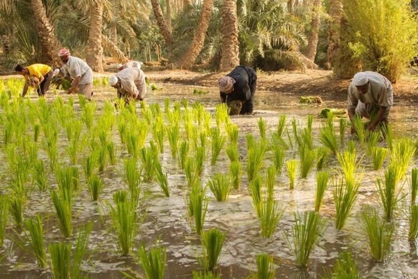 عراق