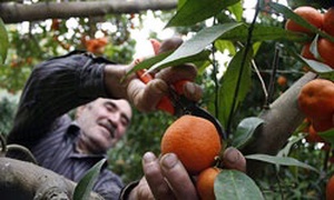 برداشت پرتقال در مازندران