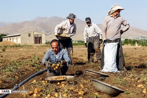 برداشت سیب‌زمینی که از اوایل تیرماه در استان همدان آغاز شده است.