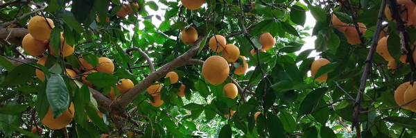 تصویر سربرگ نمایه‌ی ‌نیوشا‌