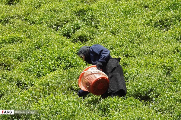 عکس| آغاز برداشت برگ سبز چای ایرانی