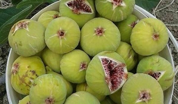 جشنواره انجیر