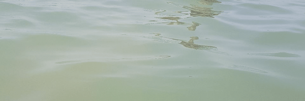 تصویر سربرگ نمایه‌ی ‌مهاجر ۵۳۴۷‌