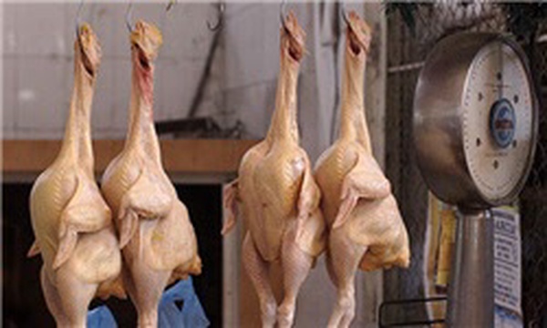 مرغداری