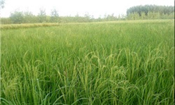 شالیزارهای گیلان
