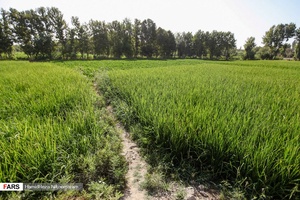 برنج‌کاری در شهر اصفهان