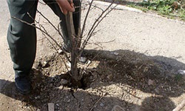 قطع درختان توسط شهرداری