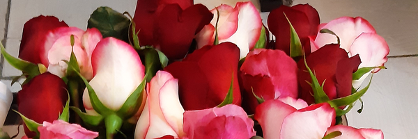 تصویر سربرگ نمایه‌ی ‌محدثه شفاهي‌