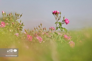 برداشت گل محمدی از مزارع قم