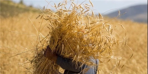 گندم، مزعه، زراعت، کشاورزی