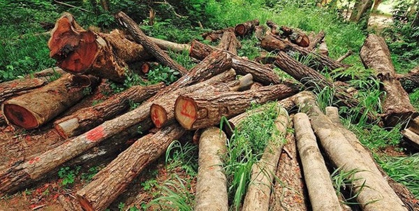 جنگل خواری