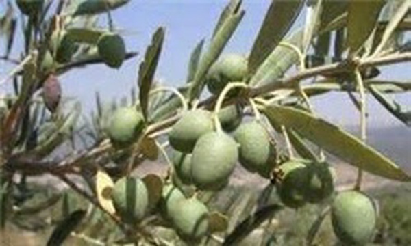 زیتون