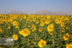 آفتابگردان‌های «هفتاد قُله»