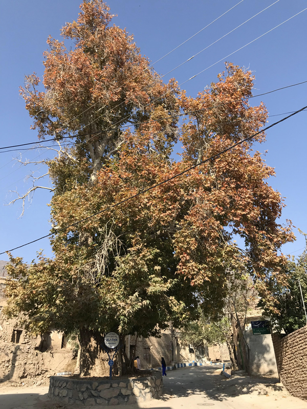چنار كهن‌سال روستای ابرسج شاهرود
