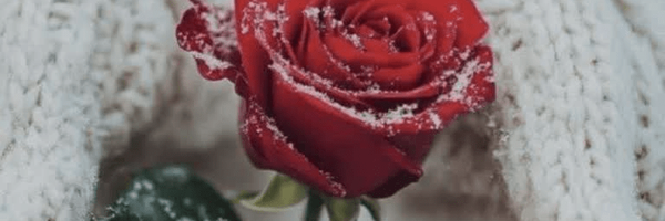 تصویر سربرگ نمایه‌ی ‌بانو قیصری‌