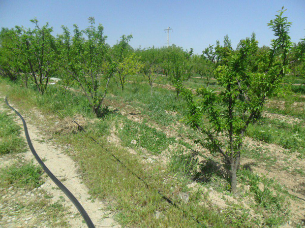 آبیاری