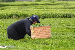 عکس| آغاز برداشت برگ سبز چای ایرانی
