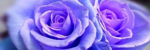تصویر سربرگ نمایه‌ی ‌رز_نیلی‌