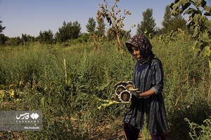 خوی شهر آفتابگردان ها