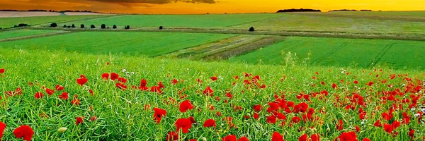 تصویر سربرگ نمایه‌ی ‌میرزا ابوالقاسم غیاثی زارچ‌