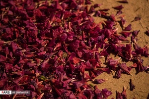 برداشت گل گاو زبان در گیلان