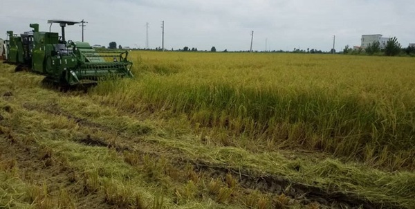 نخستین برداشت مکانیزه برنج کشور در آمل