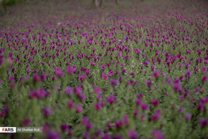 برداشت گل گاو زبان در گیلان