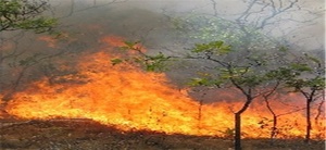 آتش سوزی جنگل کجور