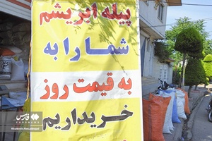 از پیله تا نخ ابریشم در گیلان 