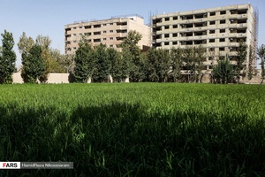 برنج‌کاری در شهر اصفهان