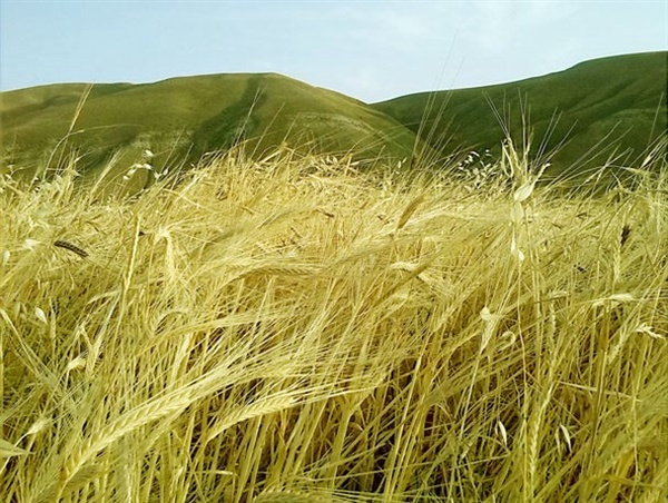 اراضی کشاورزی 