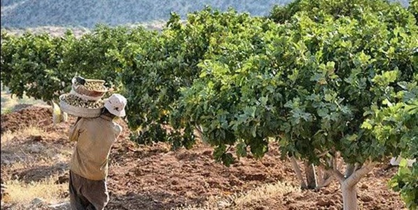 انجیر