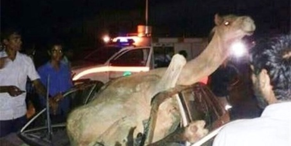 تصادف شتر