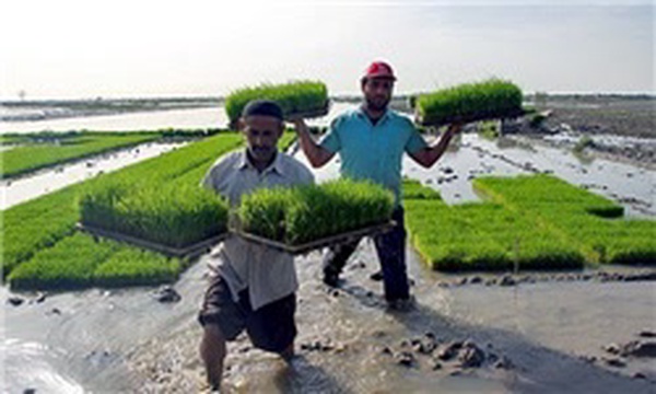 اولین نشای مکانیزه برنج در روستا رمنت شهرستان بابل