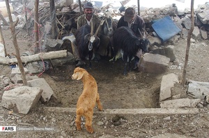دامداران در حال دوشيدن شير دامها 