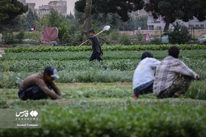 برداشت سبزیجات از مزارع یافت‌آباد