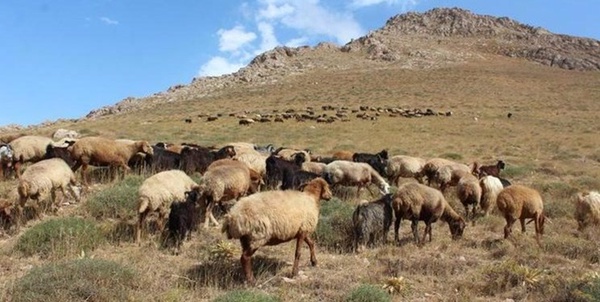 گوسفند