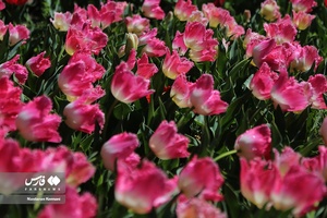  جشنواره «لاله های کرج»